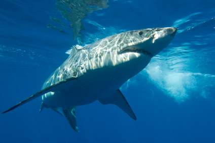 avoid surfing shark attacks
